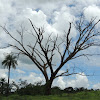 Floss Silk Tree [Drought]