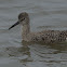 Willet