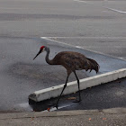 Sandhill Crane