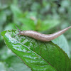 Unknown Slug