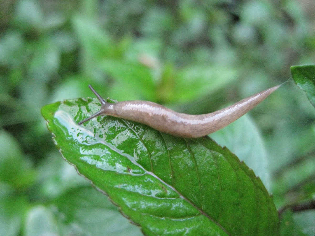 Unknown Slug