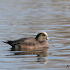 American Wigeon