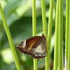Common Palmfly (female)