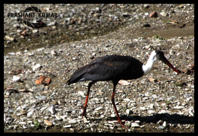 Wooly Necked Stork