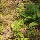 Whorled Loosestrife