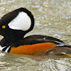 Hooded Merganser