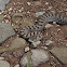 Twin-spotted Rattlesnake