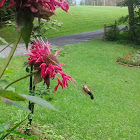 Hummingbird moth