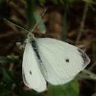 Cabbage White