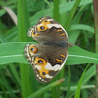 Female blue pansy