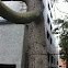 Floss silk tree