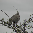 african ring neck dove