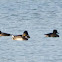 Tufted Duck