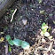 Cucumber seedlings