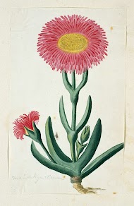 Carpobrotus quadrifidus L. Bolus