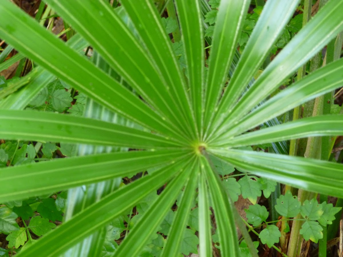 Needle Palm