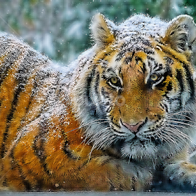 by John Larson - Animals Lions, Tigers & Big Cats