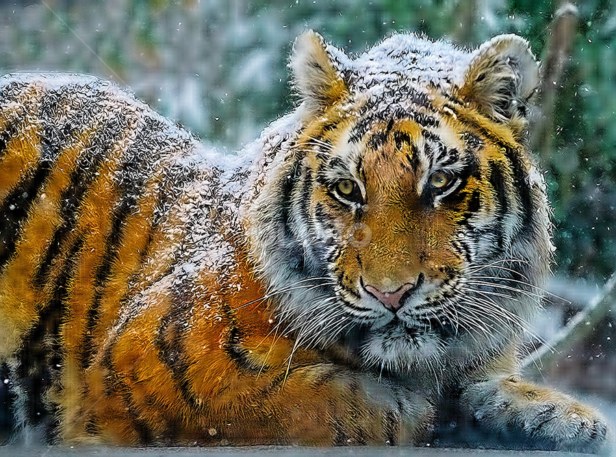 by John Larson - Animals Lions, Tigers & Big Cats