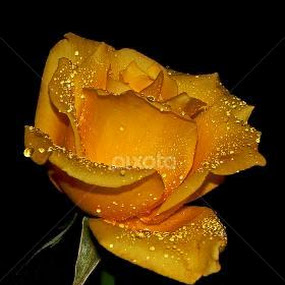Rosa amarela dentre as flores a mais bela. by Francisco Andrade - Uncategorized All Uncategorized