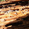 Eastern Subterranean Termite interaction with Ant Invasion