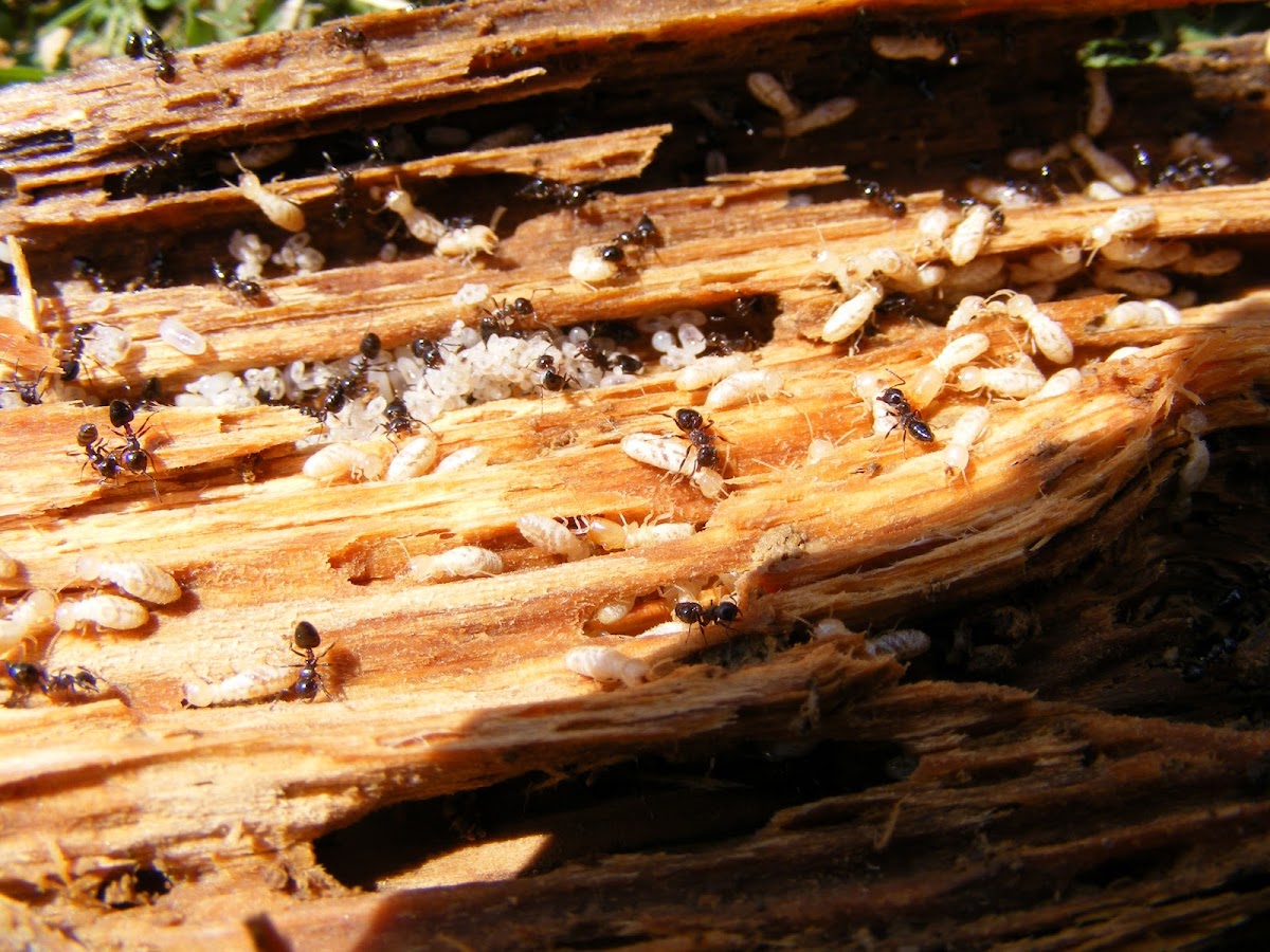 Eastern Subterranean Termite interaction with Ant Invasion