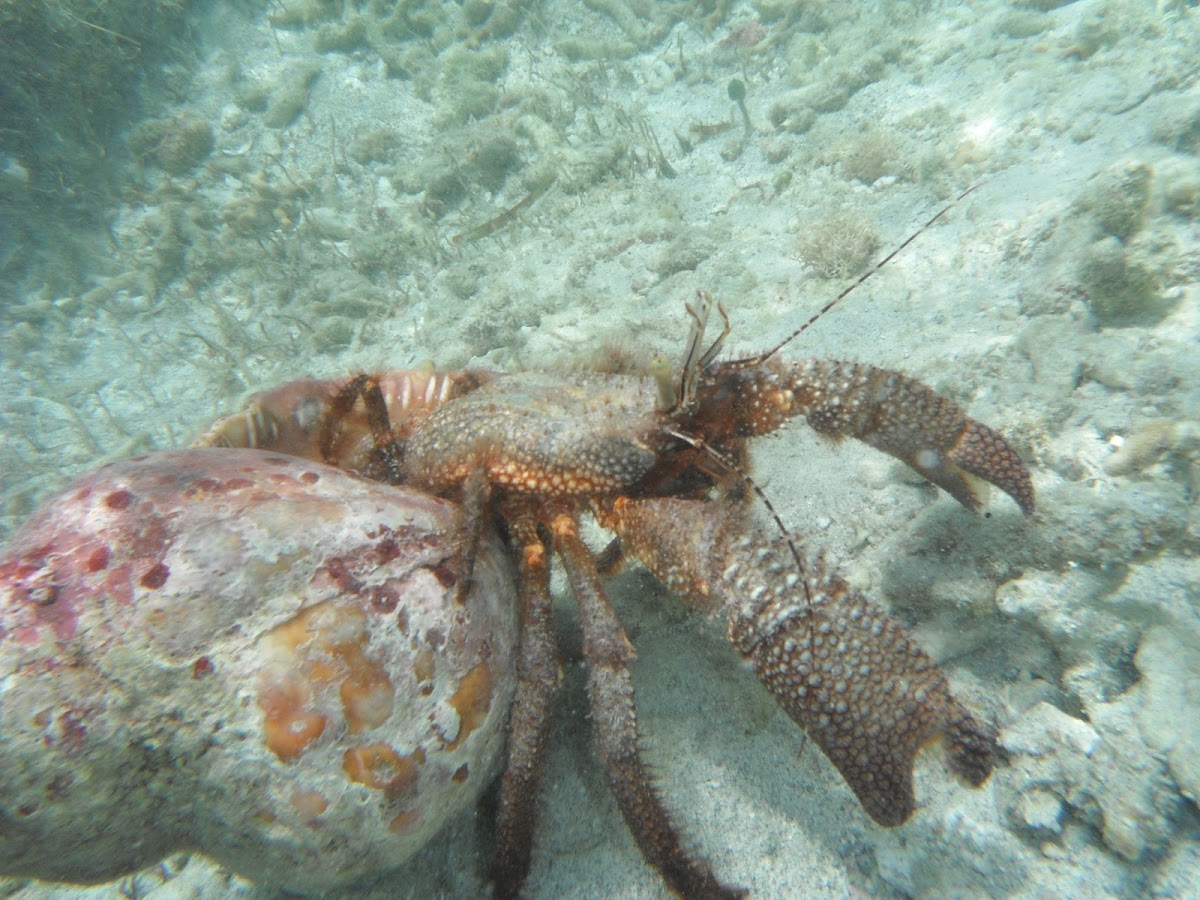 Marine Hermit Crab