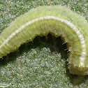 Syrphid Larvae