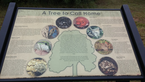 A Tree to Call Home