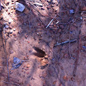 White-tailed Deer Tracks