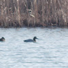 Canvasback