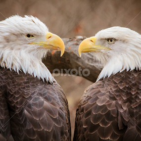 Eagle Eye's by Christine Weaver-Cimala - Animals Birds