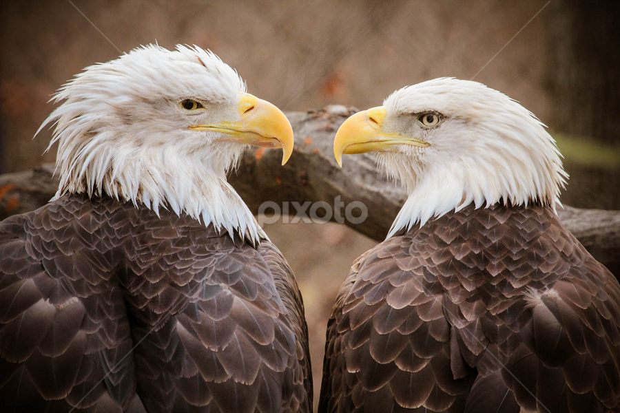 Eagle Eye's by Christine Weaver-Cimala - Animals Birds