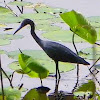 Little Blue Heron