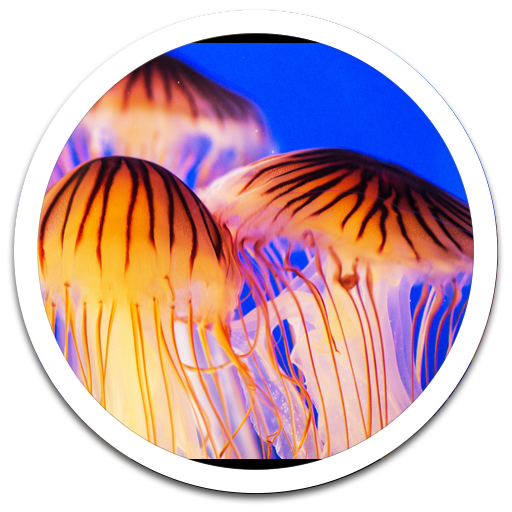 G3 Jelly Fish Live Wallpaper LOGO-APP點子