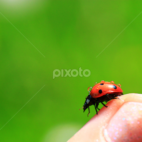 Ladybug by Sarah Kriegler - Animals Insects & Spiders