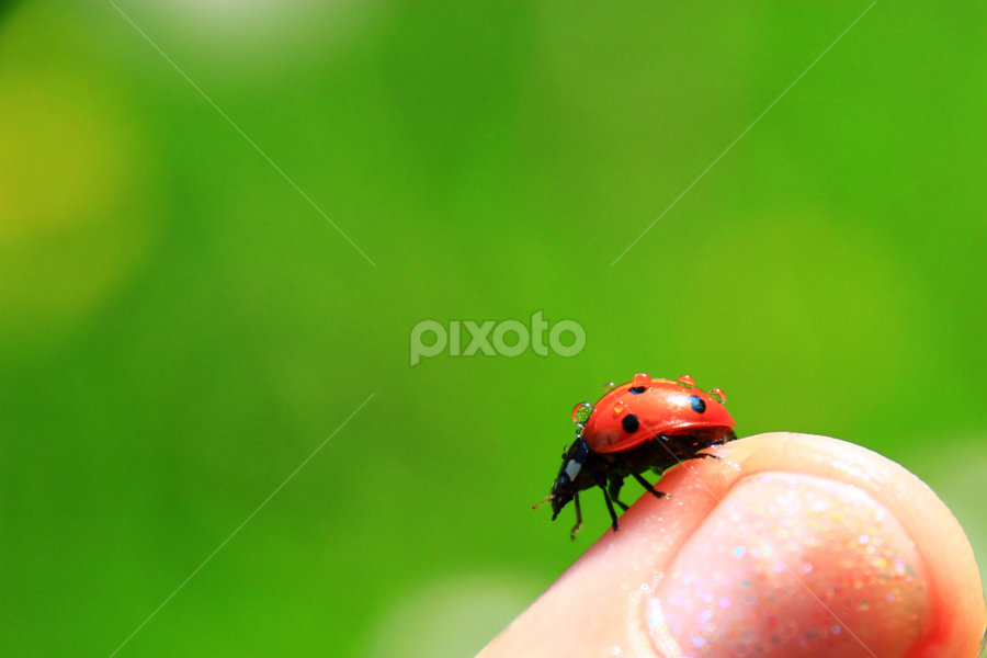 Ladybug by Sarah Kriegler - Animals Insects & Spiders