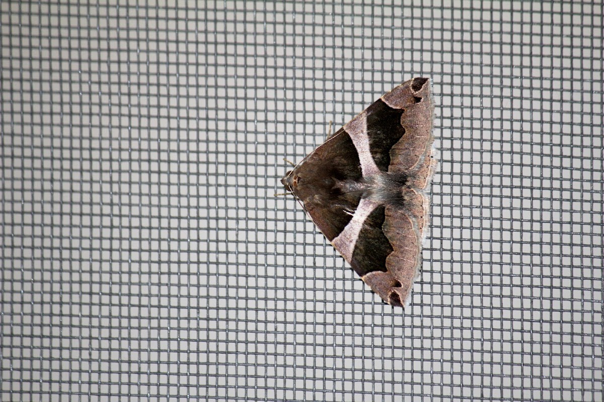 Noctuid Moth