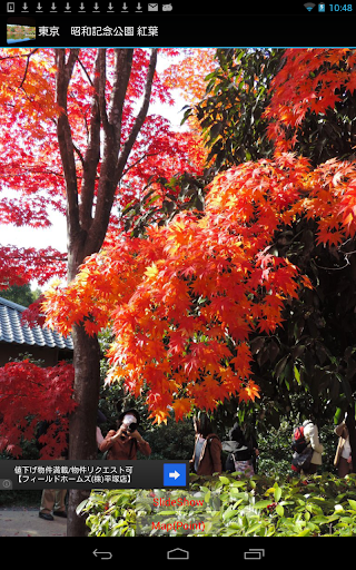 Momiji of Showa Memorial Park