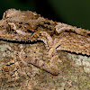 Northern Leaf-tailed Gecko (juvenile)