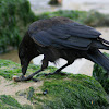 raaf (Corvus corax)