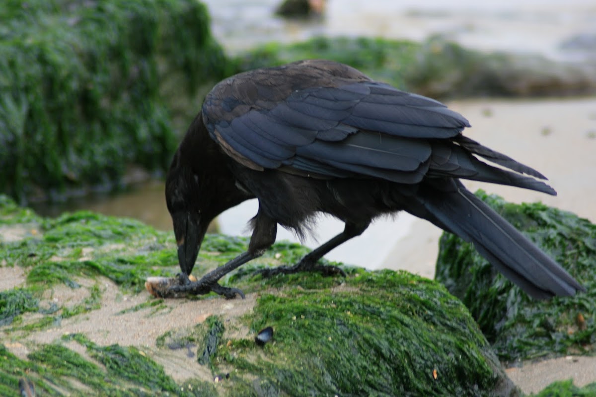 raaf (Corvus corax)