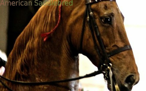 Top 20 Horse Breeds - náhled