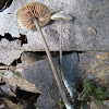 Leptonia sp. mushroom