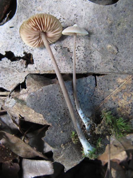 Leptonia sp. mushroom