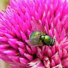 Greenbottles / Blow Fly  
