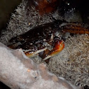 Spotted Mangrove Crab