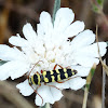 Longhorn beetle plagionotus