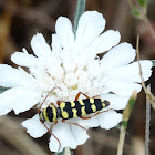 Longhorn beetle plagionotus