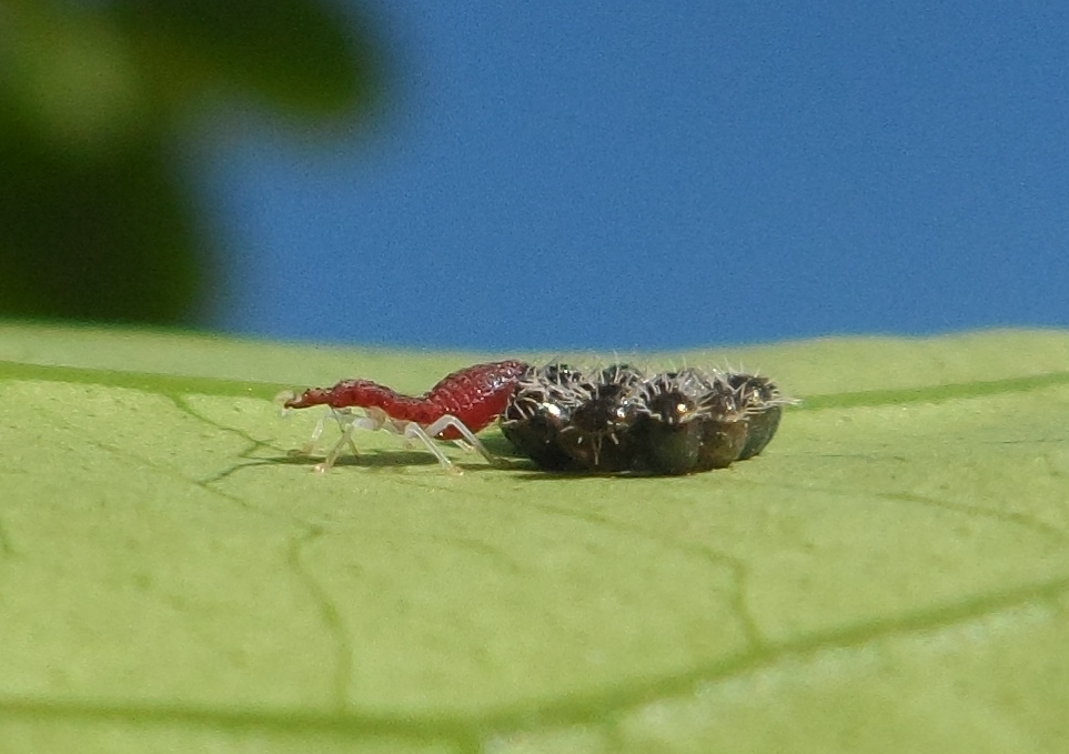 Eggs and Nymph