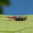 Eggs and Nymph